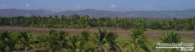 mountains palm trees