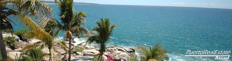 Seaside Palm Trees