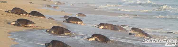 Playa Encantada Turtles